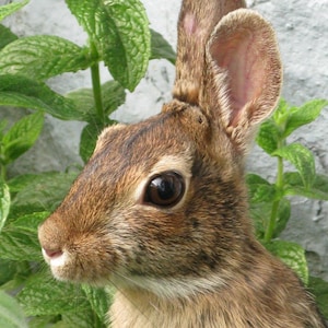 Bunny Photograph