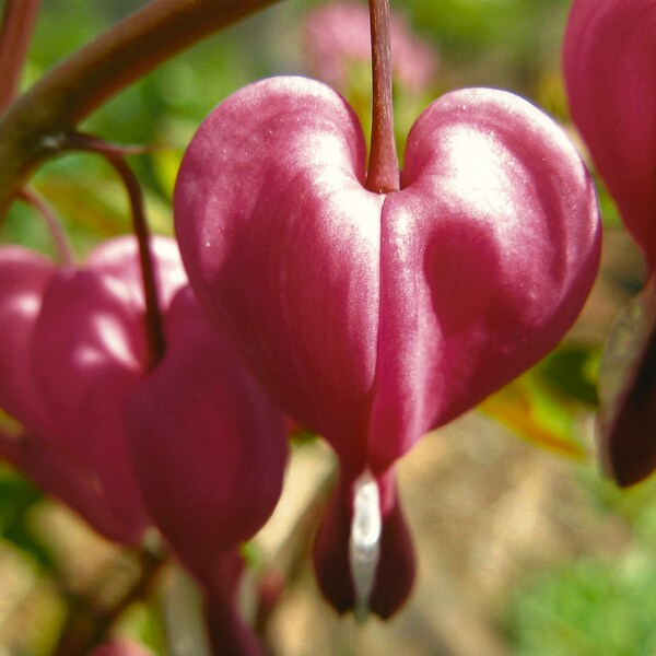 Bleeding Hearts 8"x10"