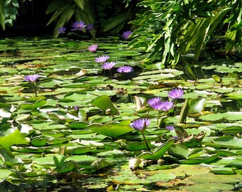 Purple Lily Pads 8"x10"