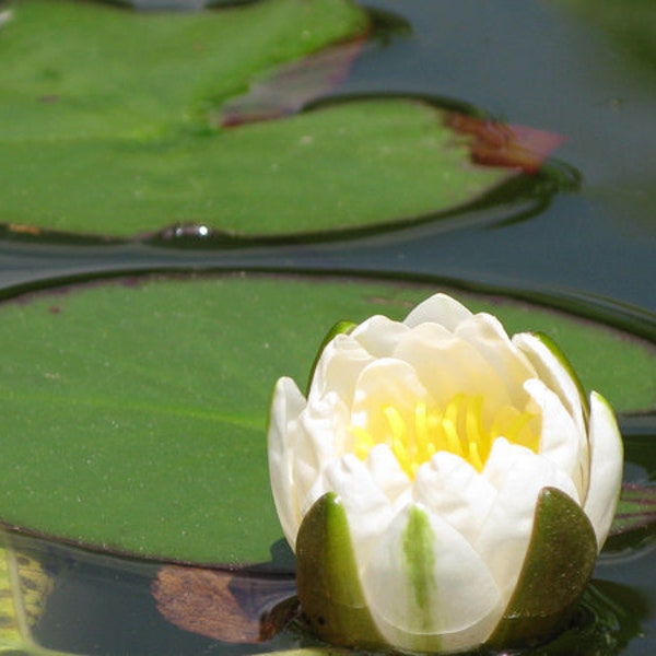 White Water Lily 8"x10"