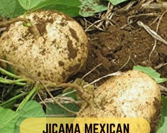 Jicama (Fagiolo di igname messicano, Pachyrhizus Erosus) - 20 semi