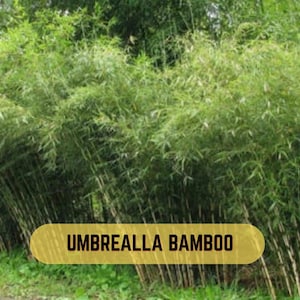 Paraply Bambu Klumpig Bambu Insynsskydd Exotisk Trädgårdsväxt 50 Frön