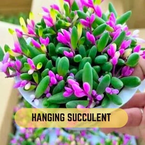 Othonna capensis Ruby Necklace Seeds | Hanging Succulent String of Rubies Plant 100+ Seeds