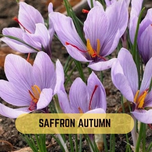 Peut inclure: Un groupe de fleurs de crocus violettes en pleine floraison avec des étamines jaunes proéminentes et des stigmates rouges fins, accompagnées de feuilles vertes. Un encart jaune porte le texte noir SAFFRON AUTUMN.