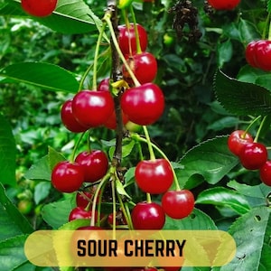 May include: A close-up of a cluster of bright red sour cherries hanging from a branch with green leaves. The text "SOUR CHERRY" is displayed in a yellow banner at the bottom of the image.