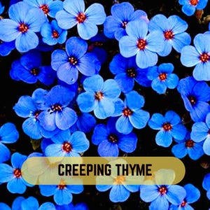 May include: A dense cluster of small, vibrant blue flowers with five rounded petals and dark red centres. The text "CREEPING THYME" is printed in black capital letters on a horizontal, light brown rectangular banner overlaying the flowers.