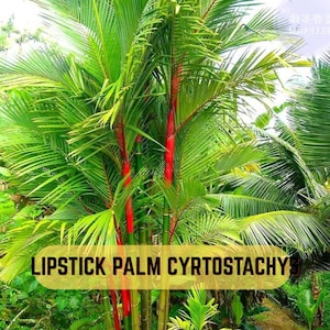 Lipstick Palm (Cyrtostachys renda) | Red Sealing Wax Palm | Tropical Ornamental Palm 10  Seeds