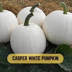 May include: Four round Casper white pumpkins with smooth, ribbed surfaces and short, thick green stems. The pumpkins are arranged together, and a yellow rectangular label at the bottom displays the text CASPER WHITE PUMPKIN in black.