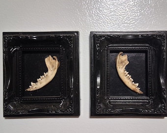 Framed Bone Magnets