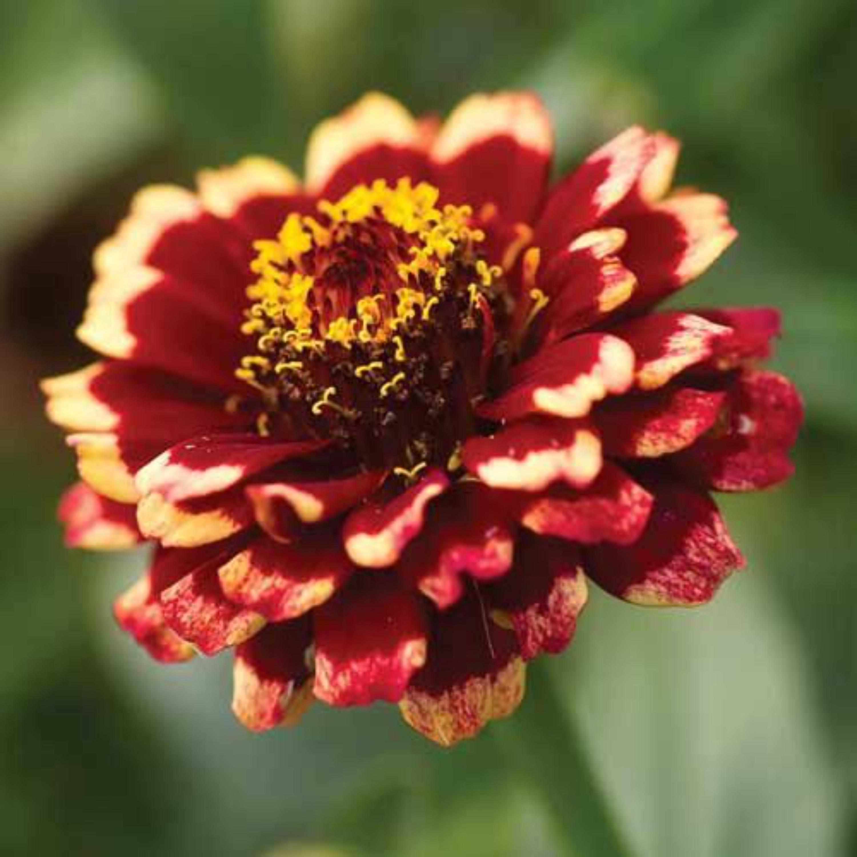 Aztec Sunset Zinnia Seeds 50 Pack | Vibrant Mixed Color Blooms | Heat ...