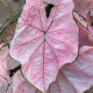 Pink Spring Fling Caladium Bulbs – Ornamental Elephant Ear Plant, Perennial Shade Garden Foliage