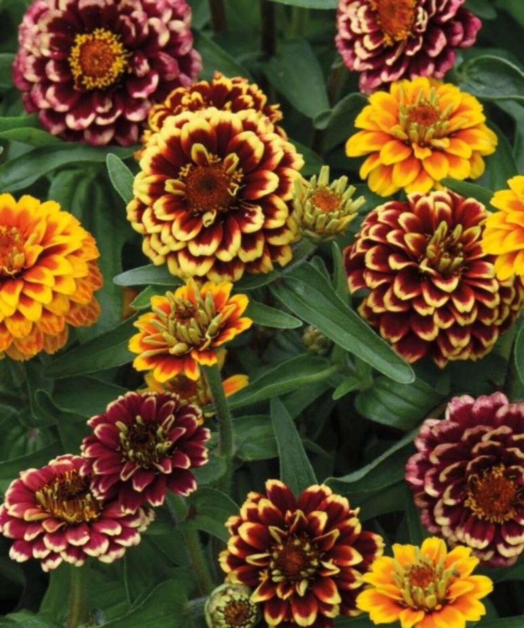 Aztec Sunset Zinnia Seeds 50 Pack | Vibrant Mixed Color Blooms | Heat ...