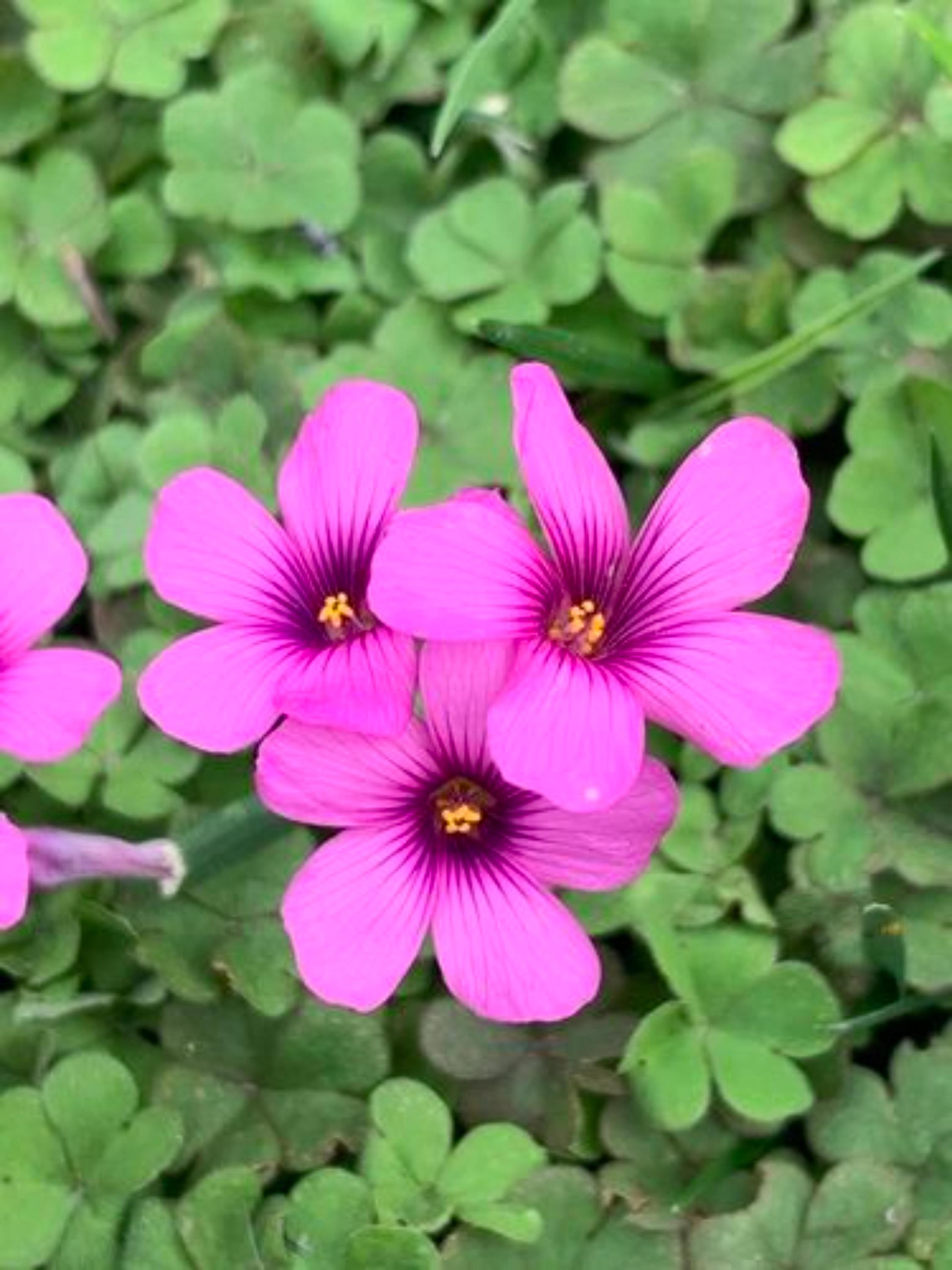 Oxalis Tetraphylla Iron - Etsy Canada