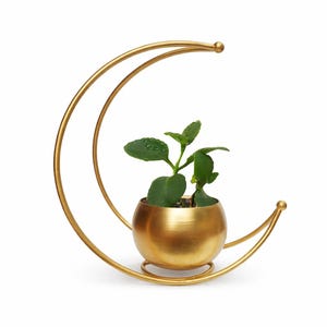 Puede incluir: Una maceta dorada en forma de media luna con una pequeña maceta redonda que contiene una planta verde. La maceta tiene un diseño minimalista, con un marco curvo y una base esférica. La planta tiene varias hojas verdes.