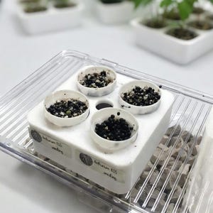Seeding & Alocasia Corm Incubation Nursery