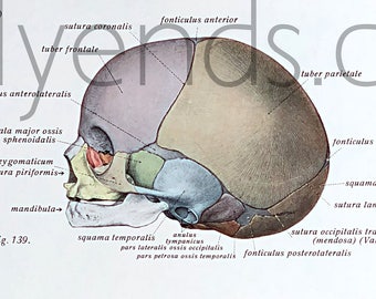 1950's Human Anatomy Original Vintage Science Encyclopedia Plate