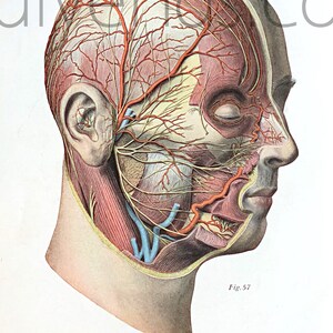 1950&#39;s Human Anatomy Original Vintage Science Encyclopedia Plate