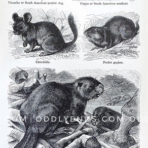 1920's Beaver, Chinchilla, Muskrat and Rodents, Not Reproduction, vintage Publication