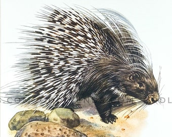 Buy Porcupine Lithograph Online In India - Etsy India Buy Porcupine Lithograph Online In India - Etsy India