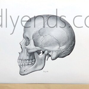 1950&#39;s Human Anatomy Original Vintage Science Encyclopedia Plate
