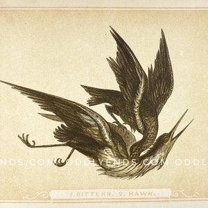1850 Hawk & Bittern, nicht Reproduktion, Vintage-Veröffentlichung