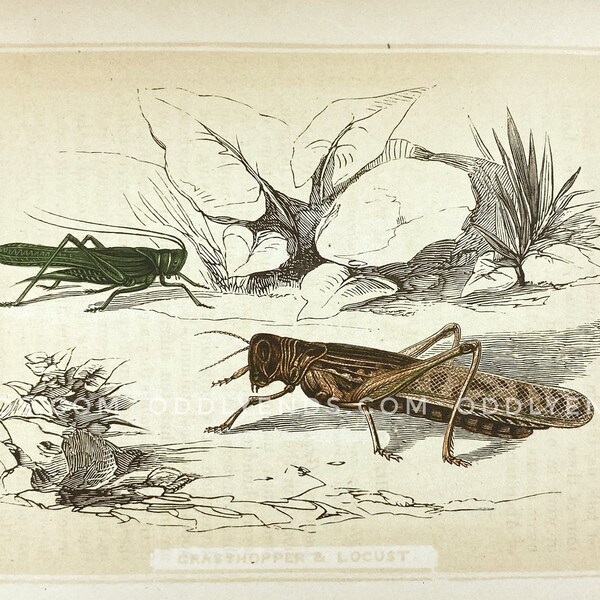 1850's Insects, Grasshopper, Locust, Not Reproduction, Vintage Publication