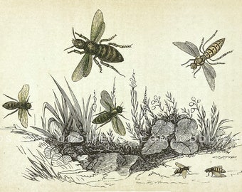 1850's Bees, Hornet & Wasps, Not Reproduction, Vintage Publication, Insects