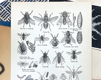 1920's Insects, Not Reproduction, Vintage Publication