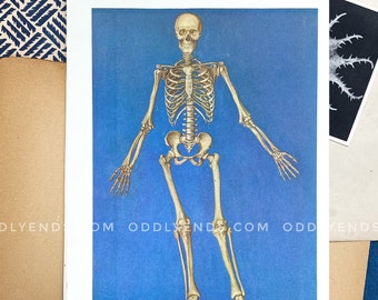 1930s Skeleton Dissection, Not Reproduction, Vintage Medical Scientific Anatomy, Antique Home Decor