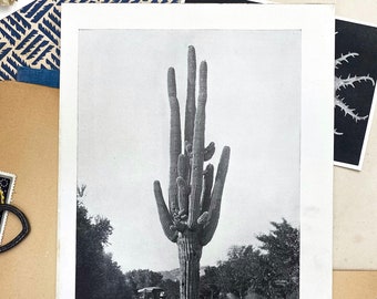 1920's Giant Cactus, Not Reproduction, Vintage Publication, Cactaceae, Cacti