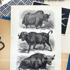 1920's Buffalo, Ox, Yak, Not Reproduction, vintage Publication
