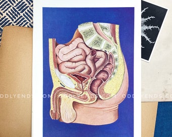 1930s Male Dissection, Not Reproduction, Vintage Medical Scientific Anatomy, Antique Home Decor