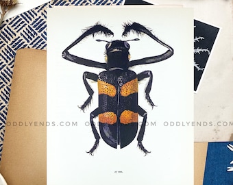 1960s Beetle Insect Plate, Not Reproduction, Vintage Publication, Entomology, Antique Home Decor