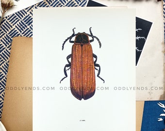 1960s Beetle Insect Plate, Not Reproduction, Vintage Publication, Entomology, Antique Home Decor