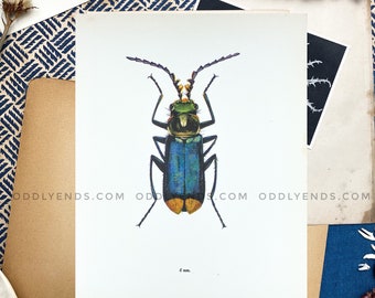 1960s Beetle Insect Plate, Not Reproduction, Vintage Publication, Entomology, Antique Home Decor