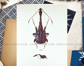 1960s Beetle Insect Plate, Not Reproduction, Vintage Publication, Entomology, Antique Home Decor