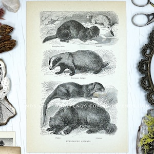 Blaireau des années 1920, vison, animaux à fourrure, pas reproduction, publication vintage