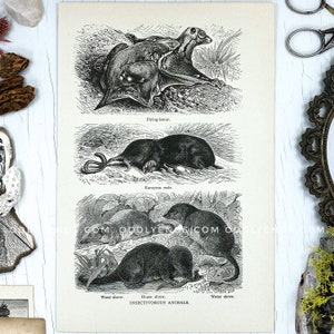 Mangeurs d’insectes des années 1920, taupe, musaraigne, lémurien, pas reproduction, publication vintage