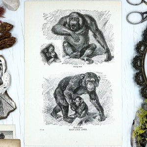Orang-outan des années 1920, chimpanzé, singes, pas reproduction, publication vintage