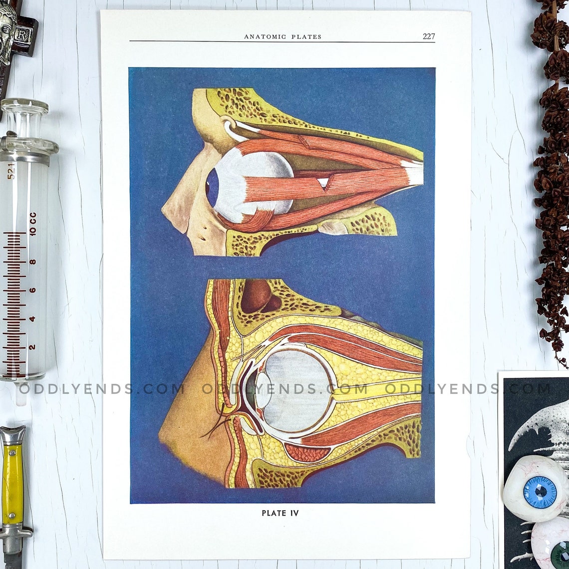 1930's Human Face Dissection Original Medical Scientific Etsy