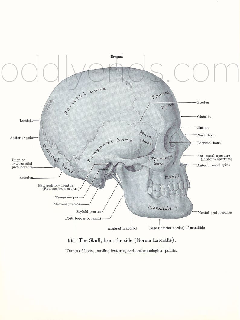 1940 's schedel anatomie originele Vintage Print Etsy