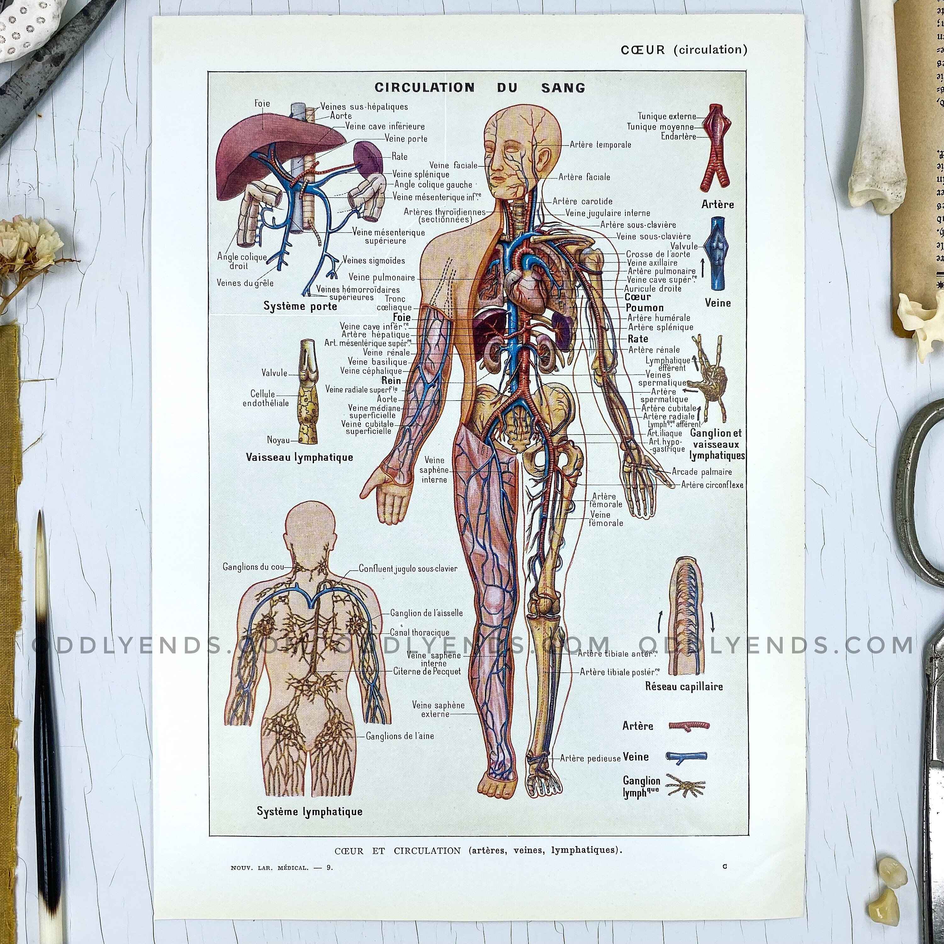 3D Anatomie des menschlichen Körpers DIY Spielzeug Kits für wissenschaftliche 