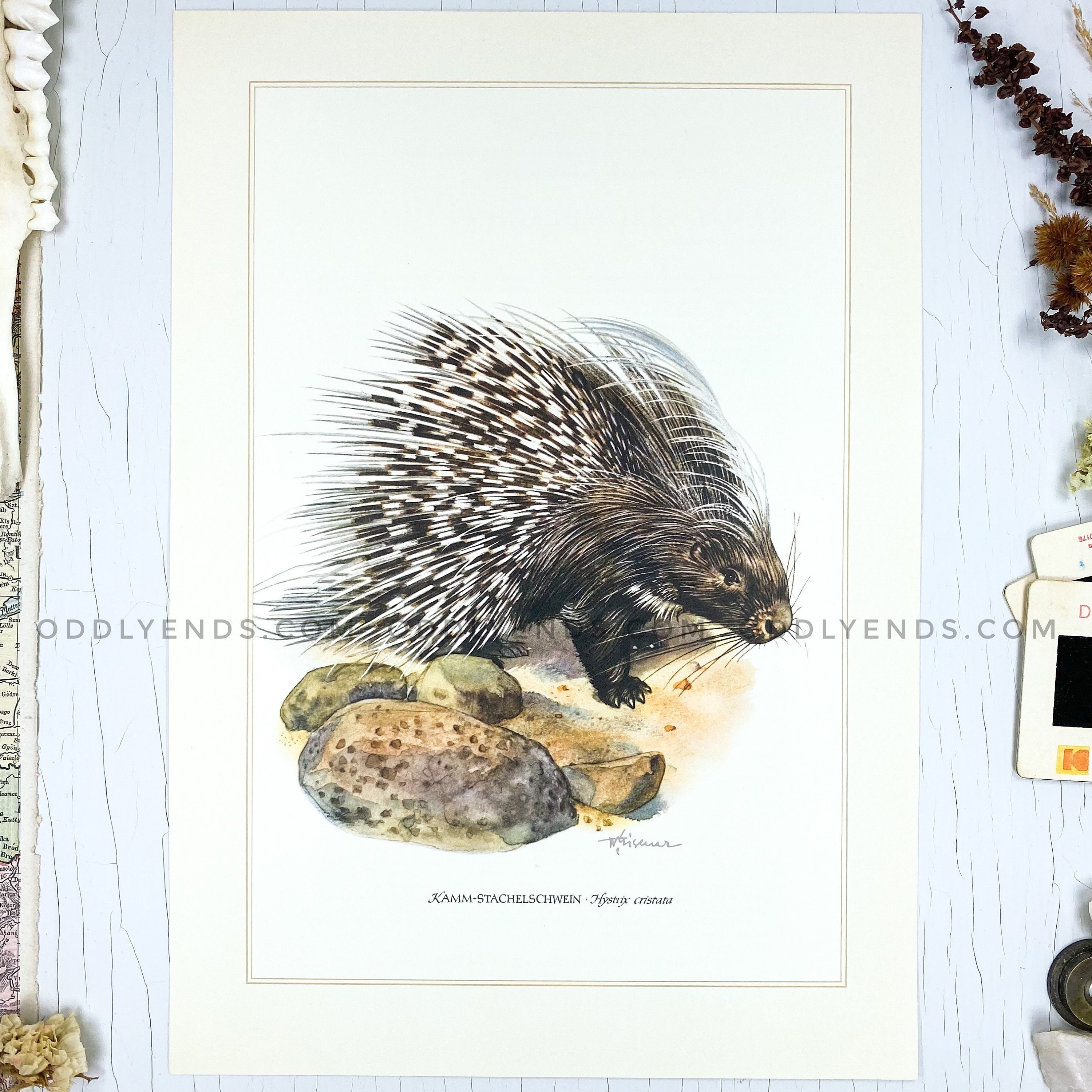 1950's Porcupine Rare Wildlife Plate Not Reproduction - Etsy Singapore 1950's Porcupine Rare Wildlife Plate Not Reproduction - Etsy Singapore