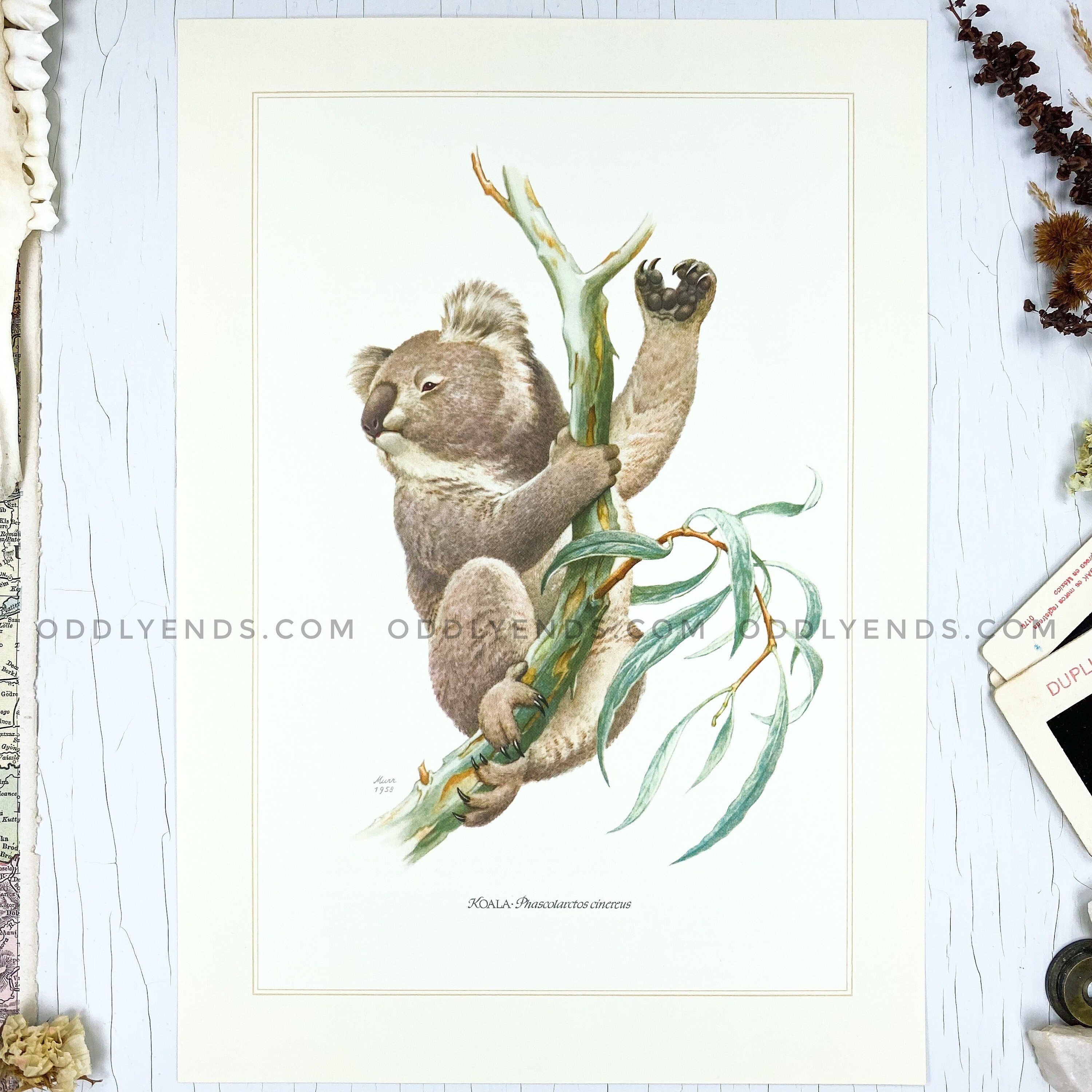 1950's Koala Rare Wildlife Plate Not Reproduction - Etsy 1950's Koala Rare Wildlife Plate Not Reproduction - Etsy