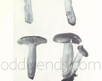 1920's Mushrooms and Toadstools Fungi, Original Vintage Mycology Botany Biology Print