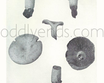 1920's Mushrooms and Toadstools Fungi, Original Vintage Mycology Botany Biology Print