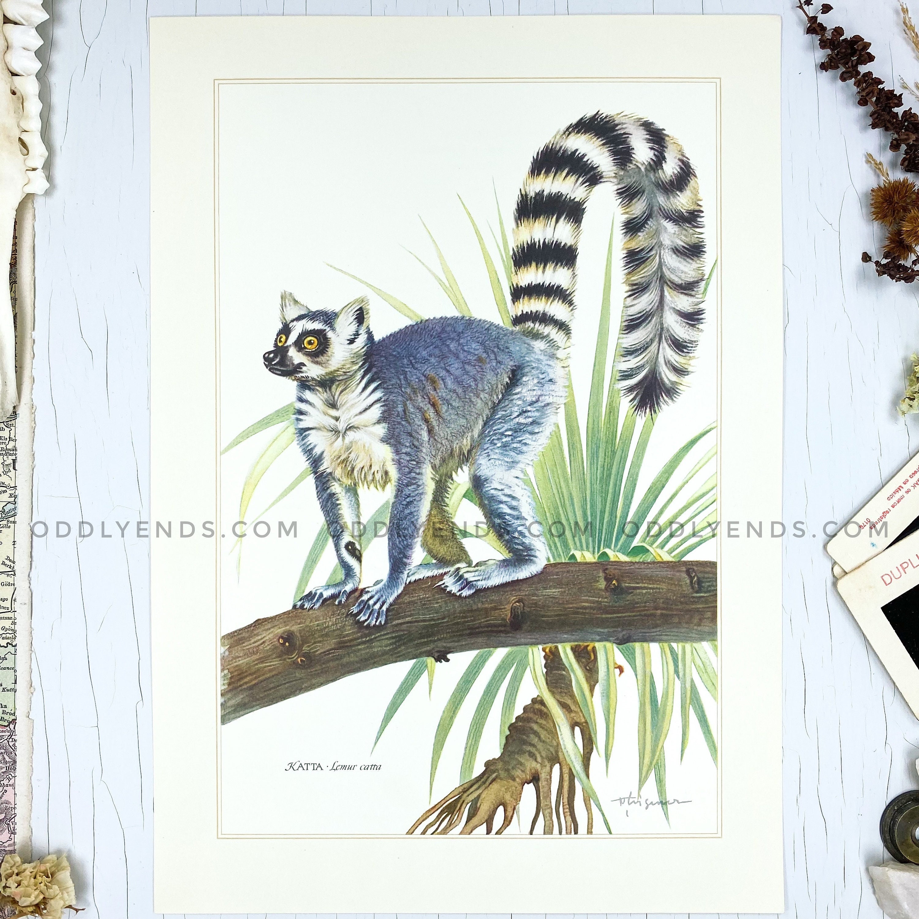 1950's Lemur Rare Wildlife Plate Not Reproduction - Etsy Hong Kong 1950's Lemur Rare Wildlife Plate Not Reproduction - Etsy Hong Kong