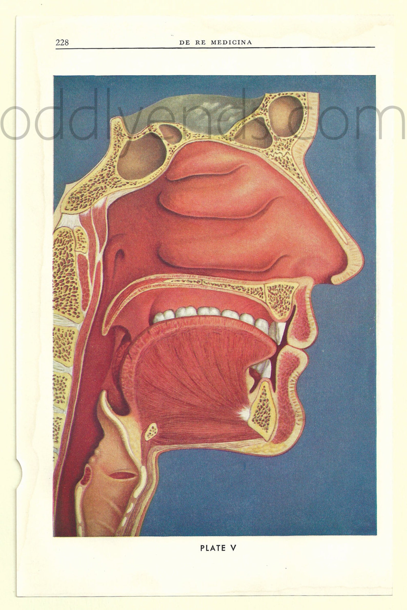 1930's Human Face Dissection Original Medical Scientific Etsy