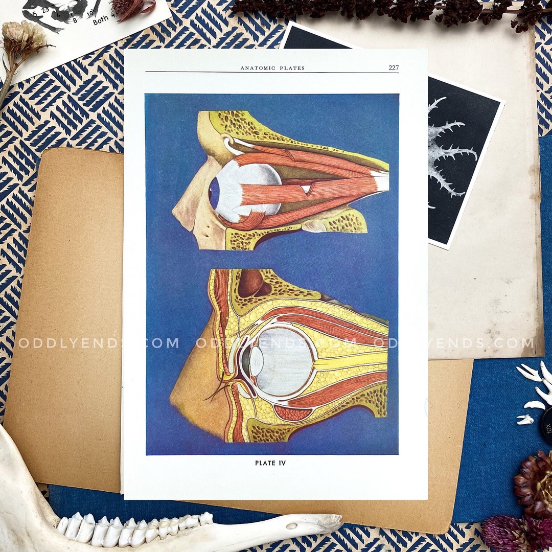 1930s Human Face Dissection, Not Reproduction, Vintage Medical