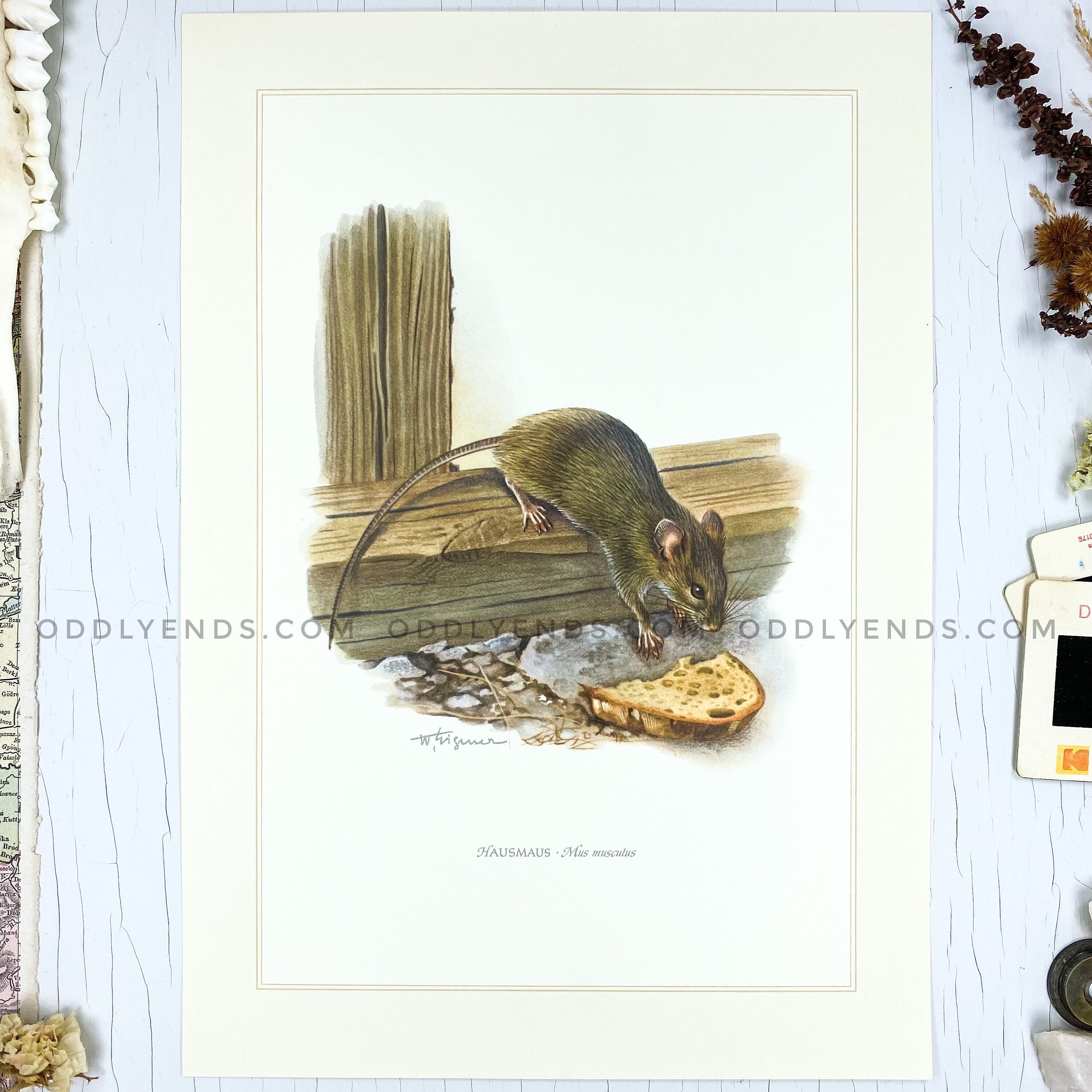 1950's House Mouse Rare Wildlife Plate Not Reproduction - Etsy 1950's House Mouse Rare Wildlife Plate Not Reproduction - Etsy